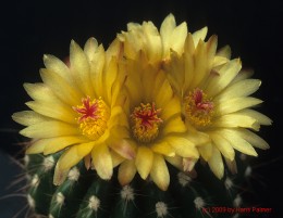 Notocactus  cv. DV143
